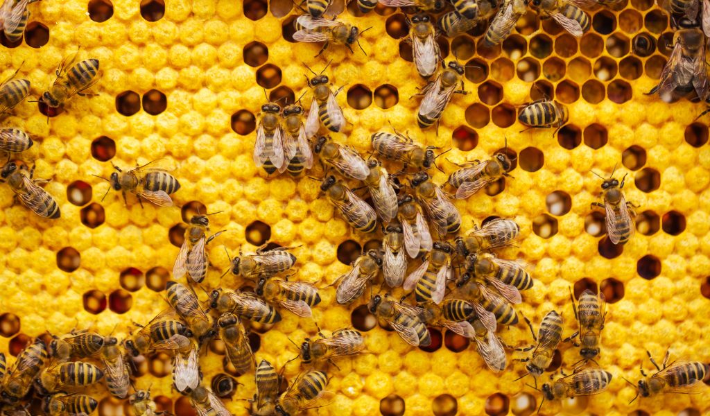 propolis miod pszczoly